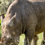 Слот игра Great Rhino - игровой автомат с африканской тематикой