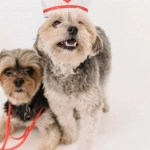 Реалистичный анализ слот-игры Sweet Bonanza Super Scatter